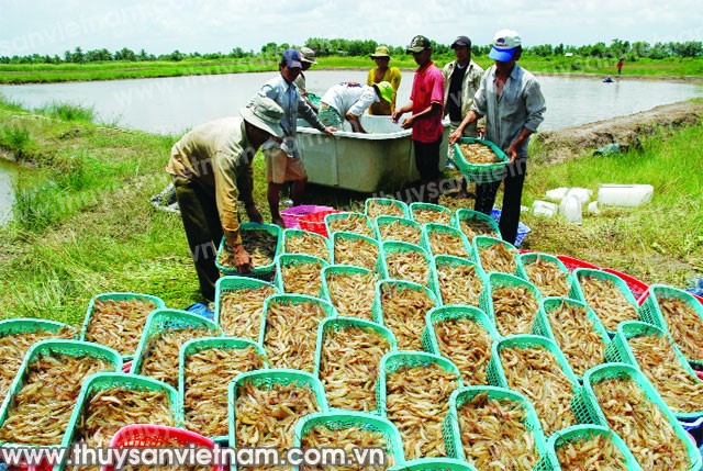 Ngành tôm đang 