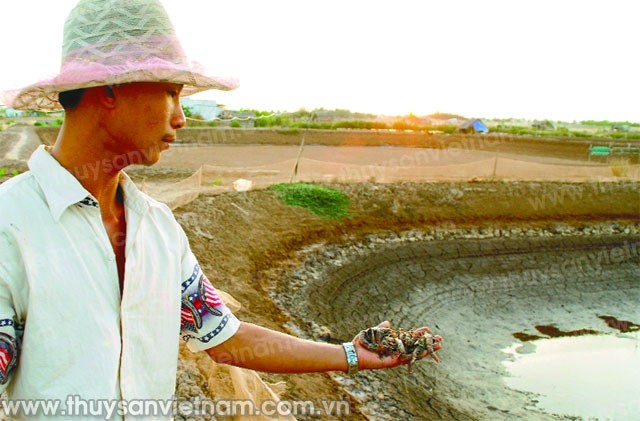 Gần 8.000 ha tôm nuôi ở Bạc Liêu thiệt hại do khô hạn
