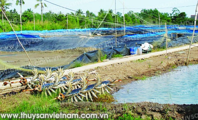 Bảo hiểm tạm dừng, nuôi tôm cầm chừng