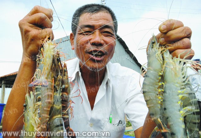 Khôi phục tôm Đồng bằng sông Cửu Long