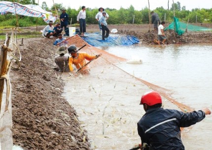 Cà Mau: Nông dân Phú Tân được mùa tôm thẻ chân trắng