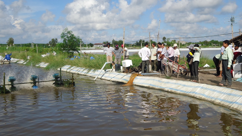 Tiền Giang: Giúp người nuôi tôm tiếp cận với VietGAP