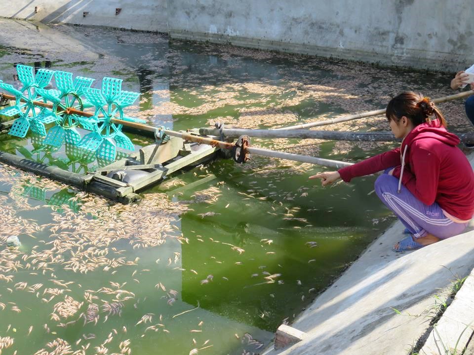 Hơn chín nghìn ha tôm nuôi ở Cà Mau bị chết