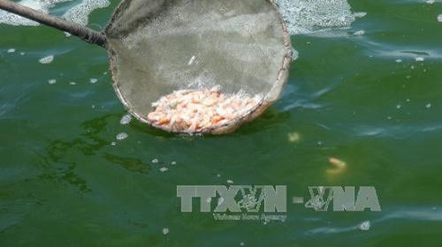 Bạc Liêu: Số tôm nuôi bị chết tăng gấp 3 lần