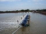 Tiền Giang: Khuyến cáo tạm ngưng thả tôm giống vụ nuôi năm 2014