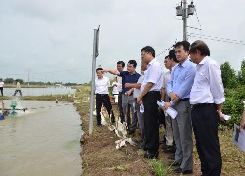 Cần sớm nhân rộng mô hình tiết kiệm điện trong nuôi tôm tại Sóc Trăng