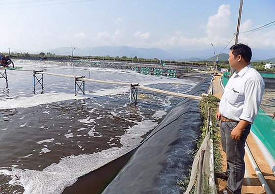 Sóc Trăng: Nuôi tôm thắng lớn nhưng vẫn lo