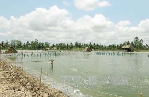 Sóc Trăng: Tăng cường quản lý dịch bệnh cuối vụ nuôi