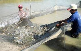 Giá tôm thẻ ở Sóc Trăng đang ở mức thấp nhất trong hơn 1 năm qua