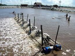 Bạc Liêu: Tiếp tục cấp mã số cho vùng nuôi tôm