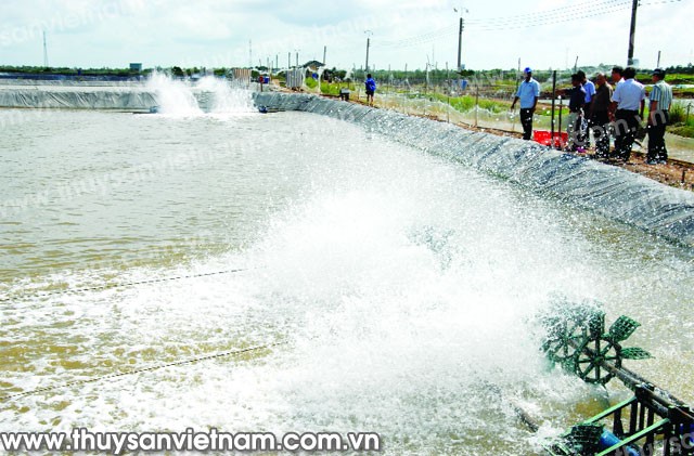 Cà Mau: Nhiều hộ nuôi tôm công nghiệp bước vào kỳ thu hoạch