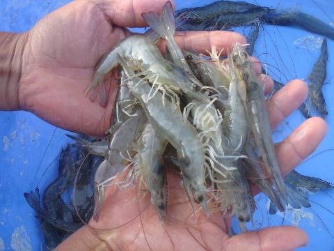 Giá trị tăng cao, vùng nuôi tôm mở rộng