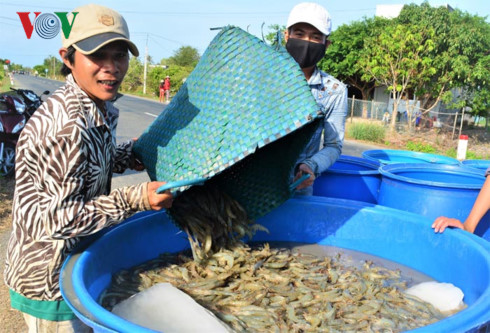 Tôm nguyên liệu tăng giá: Mừng và lo