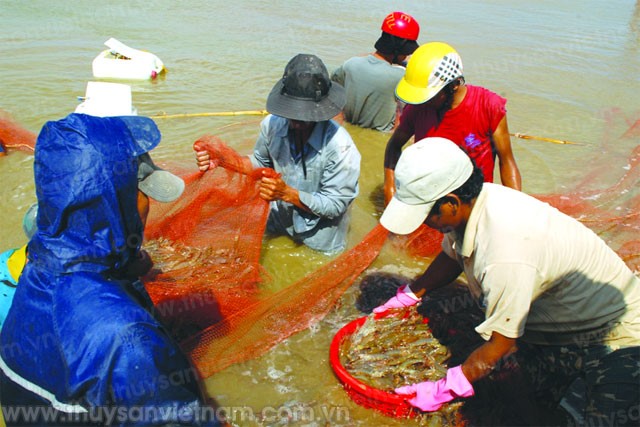 Trúng lớn vụ tôm cuối năm