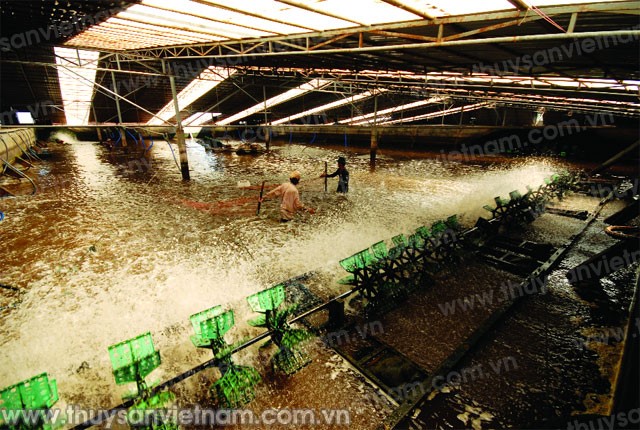 Nguy cơ phá sản công nghệ nuôi tôm
