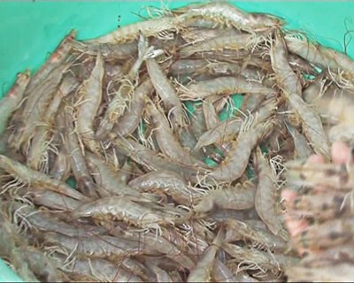 Sóc Trăng: Sản lượng tôm nuôi sẽ vượt chỉ tiêu
