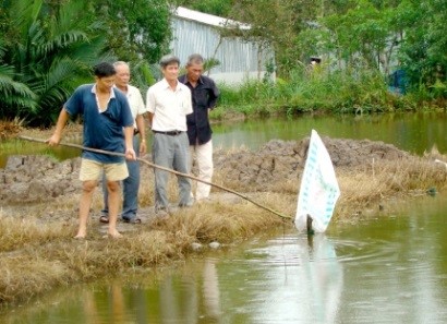 Tiền Giang: Thử nghiệm nuôi tôm càng xanh bán công nghiệp
