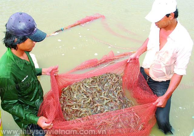 Cà Mau: Khuyến khích nuôi tôm quảng canh cải tiến bậc cao