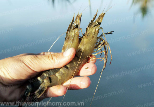 Bến Tre chuẩn bị thả giống tôm biển nuôi mùa mưa năm 2016