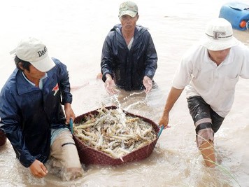 Long An: Hơn 95% hộ nuôi tôm có lãi từ 100 - 150 triệu đồng/ha