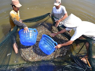 Đói tôm nguyên liệu