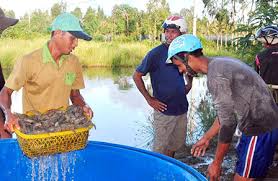 Từ thành công vụ nuôi tôm nước lợ 2013: Cần thận trọng cho vụ nuôi mới