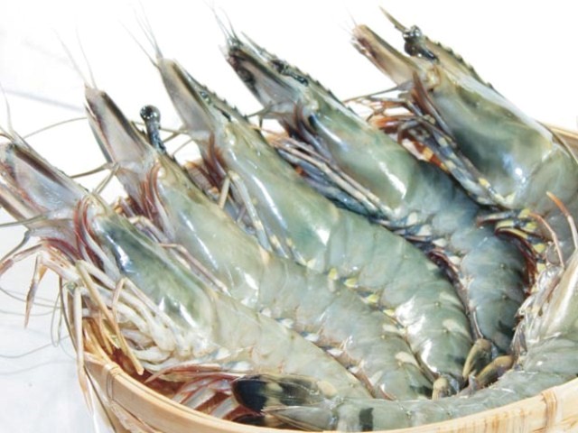 Tôm nguyên liệu tăng giá