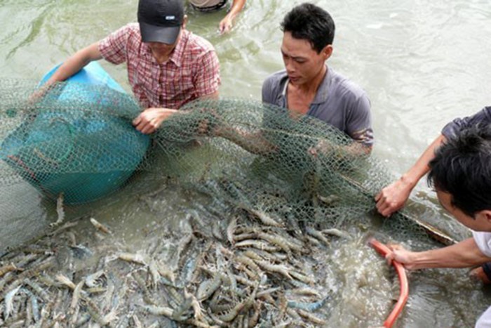 Giá tôm nguyên liệu tại Thái Lan vẫn tăng cao