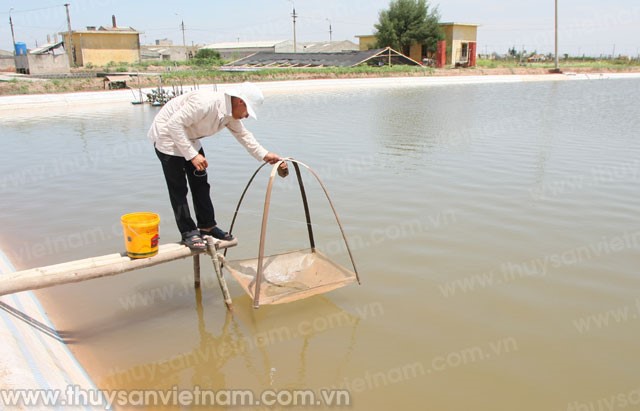 Ô nhiễm môi trường tôm nuôi: Những hệ lụy đáng ngại