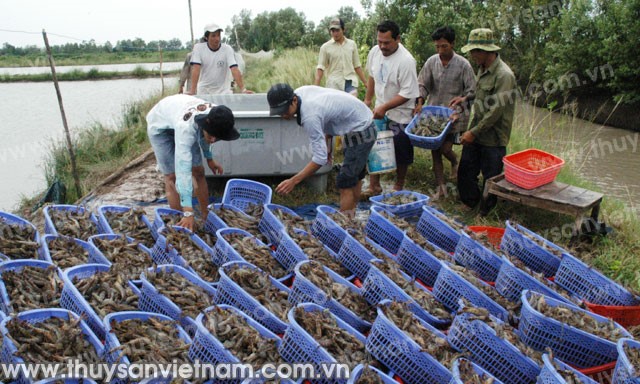 Cà Mau cần giải bài toán thiếu nguyên liệu tôm