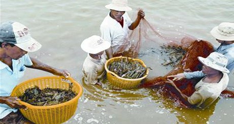 Vụ tôm nước lợ năm 2013 cơ bản được mùa