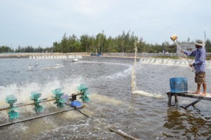 Cà Mau: Chủ động phòng chống dịch bệnh để sản xuất hiệu quả vụ tôm nước lợ 2014
