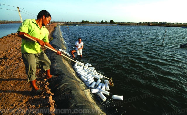 Vụ tôm 2013 - Bắt bệnh, còn chờ thuốc