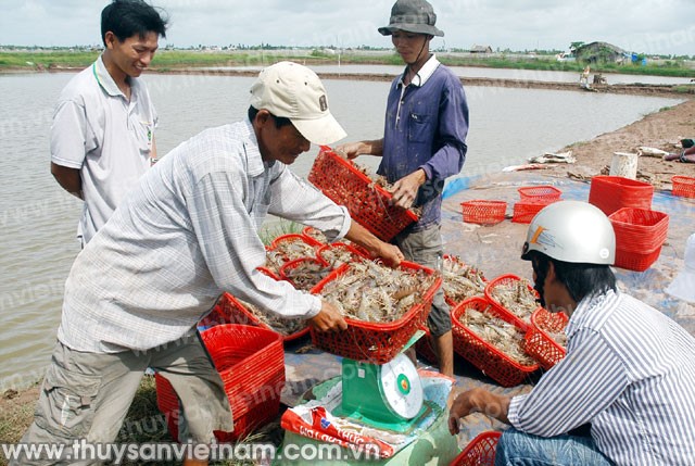 Niềm tin nào cho người nuôi tôm?