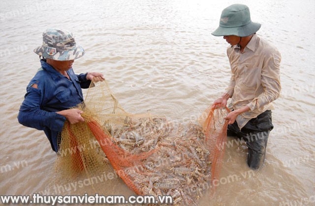 Cần một chiến lược cho tôm nuôi