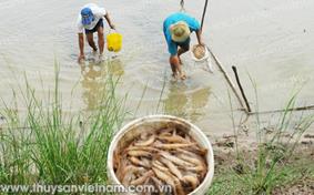Đề nghị cấp hóa chất phòng chống dịch bệnh trên tôm