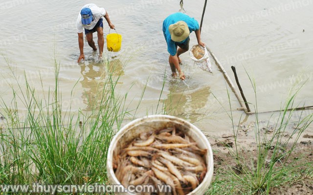 Băn khoăn nuôi tôm vụ nghịch