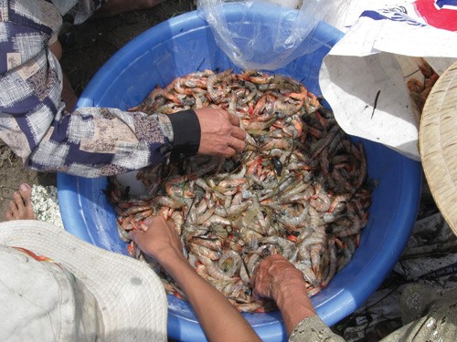 Tăng cường phòng, chống dịch bệnh trên tôm nuôi nước lợ