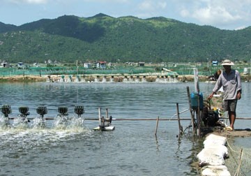 Tiền Giang: Diện tích nuôi tôm chân trắng gấp 4 lần tôm sú