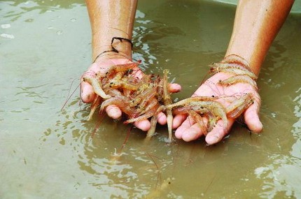 Cảnh báo gia tăng dịch bệnh trên tôm nuôi