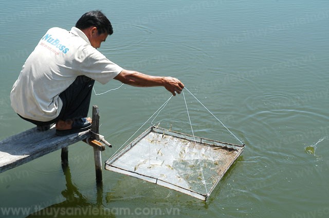 Giải pháp để tôm nước lợ mạnh và vững