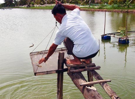 Tiền Giang: Vùng nuôi tôm nước lợ vào vụ mới - Những lo ngại và khuyến cáo về chất lượng tôm giống