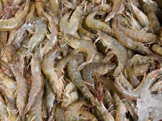 Giá tôm chân trắng tăng cao