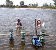Bảo vệ môi trường vùng nuôi để có vụ tôm thắng lợi