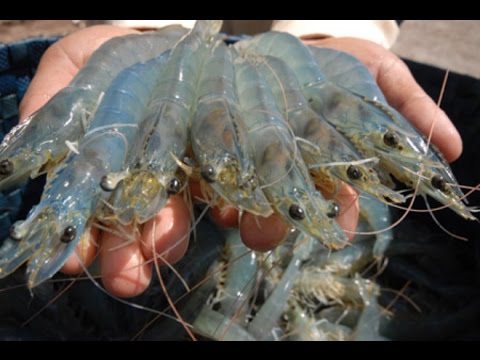 ĐBSCL: Nâng cao hiệu quả ngành tôm