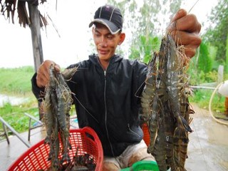 Tôm VN trước nỗi lo mới