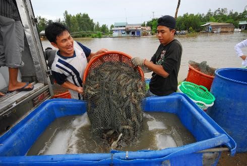 Thắng tôm thẻ, đừng chê tôm sú