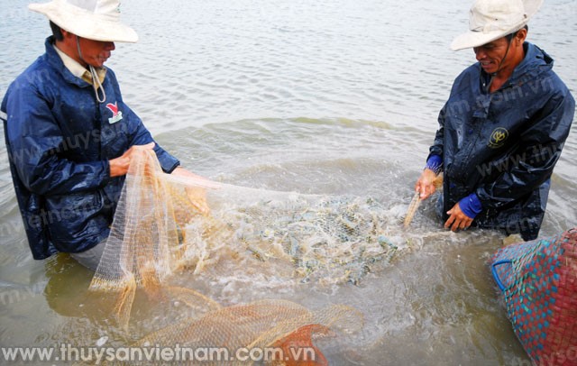 Con tôm với một năm “niềm vui nhân đôi”