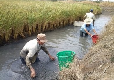 Huyện Phước Long (Bạc Liêu): Trúng mùa, trúng giá tôm càng xanh