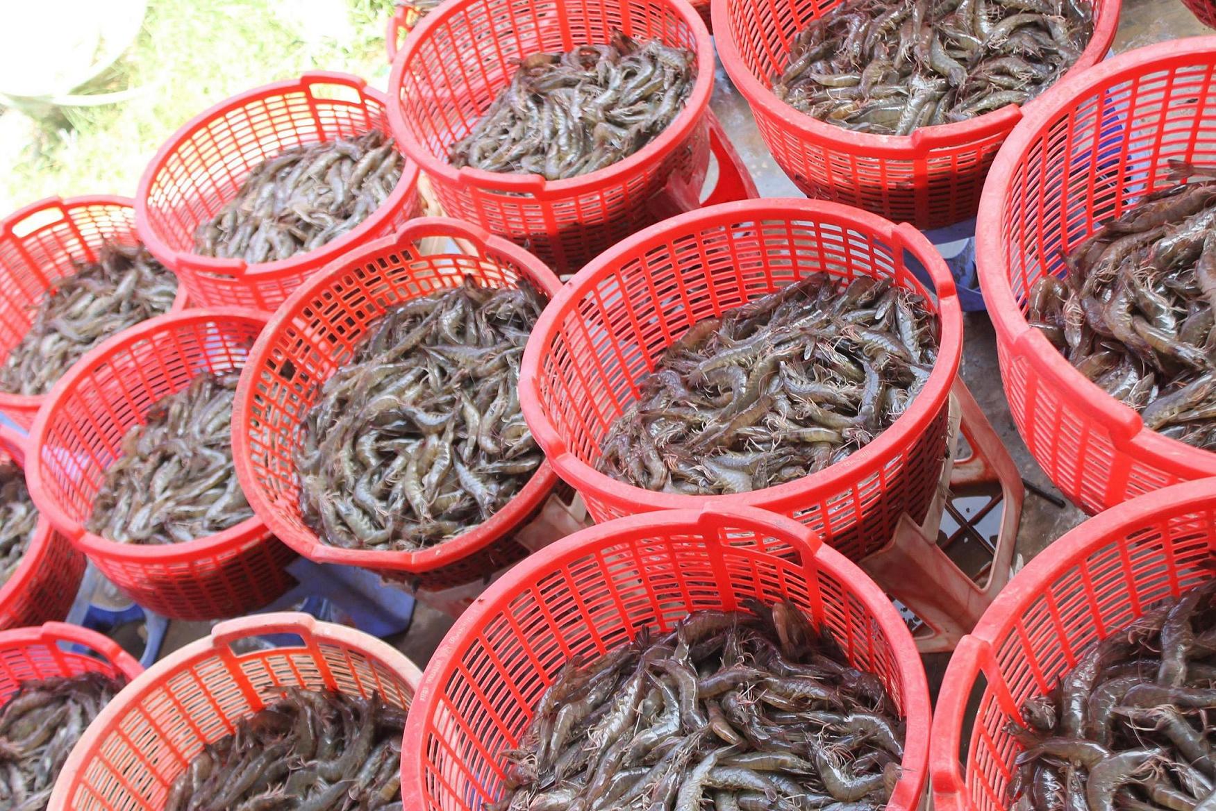 Bến Tre: Lịch thời vụ nuôi tôm biển năm 2014